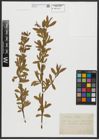 Foto von Salix alba L.